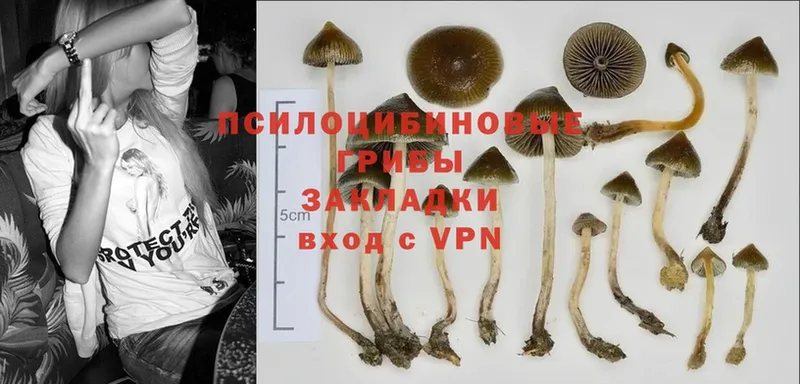 цена   Верхотурье  Галлюциногенные грибы Cubensis 